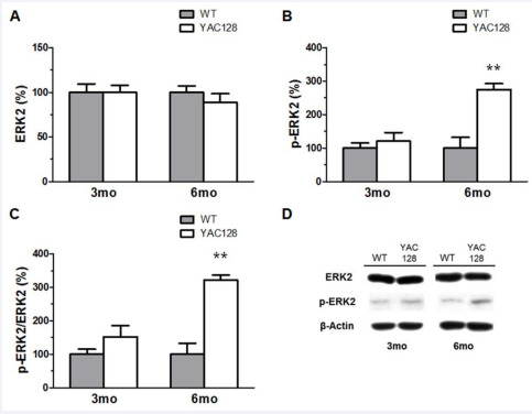 Western-blot analysis of ERK2 in the striatum of YAC128 mice at 3 and 6 months of age. Quantification of ERK2 immunocontent did not reveal a significant alteration in comparison to age-matched WT mice (A). However, a significant increase in p-ERK2 (B) and in the ratio p-ERK2/ERK2 (C) was found in the striatum of YAC128 mice at 6 months of age. Representative western-blots showing ERK2, p-ERK2, and ß-actin (loading control) immunoreactivity in early symptomatic YAC128 mice (D). Values are presented as mean ± SEM (n=6-8/group). **p<0.01 in comparison to age-matched WT animals