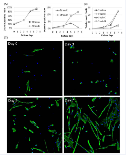  Time-course of myoblast purification by Brefeldin A. Four independent strains of skeletal muscle-derived cells were cultured for 7 days  with 10 ng/mL of Brefeldin A. Green fluorescence indicates desmin, and blue fluorescence indicates nuclei. (A) - Desmin-positive ratio. (B) - Total  cell growth. (C) - Immunofluorescent images of strain B.