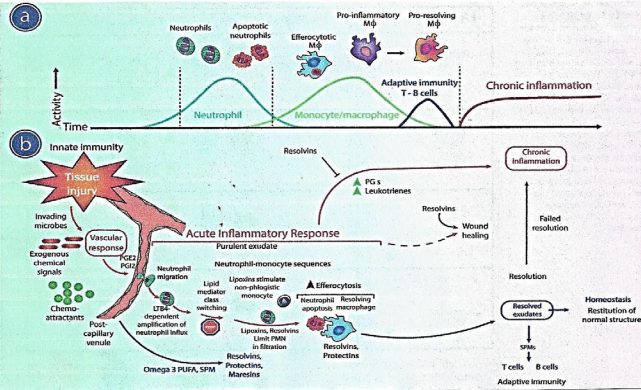 Mechanisms Of Sterile Inflamation With Resolution Or Without It : Chronicity.