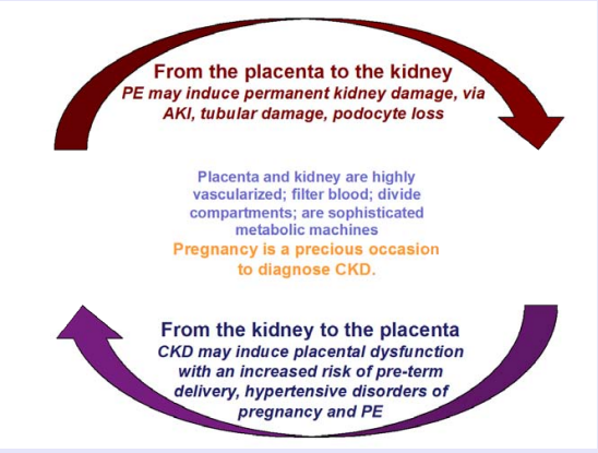 Pregnancy and kidney function: complex interactions between 2 organs, the kidney and placenta Abbreviations: PE: Preeclampsia; AKI: Acute Kidney Injury; CKD: Chronic Kidney Disease