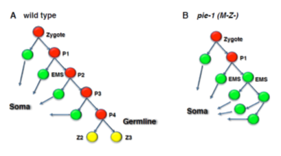 Transcriptional Regulation in Embryonic Germ Cells. The P-lineage is normally transcriptionally inactive, and this repression requires maternal loading of the PIE-1 protein. At each P cell division in wild type embryos (A), PIE-1 is predominantly segregated to the posterior cell and RNA Pol II transcription is inhibited (red), whereas any PIE-1 ending up in the anterior cell is degraded and zygotic transcription begins (green).  After P4 divides, PIE-1 degrades and active forms of Pol II are initially detected in Z2/Z3, but disappear shortly thereafter and remain low for the rest of embryogenesis (yellow). In the absence of both maternal and zygotic PIE-1 (B; M-Z-), activated RNA Pol II is ectopically detected in the P2 cell, leading to its conversion to a duplicate of its somatic sister (named EMS).  This results in excessive development of the EMS descendant lineage, and concomitant loss of both the germline and all somatic descendants of P2.  Thus the P cells appear to be programmed for somatic development, but are prevented from this fate by PIE-1-mediated Pol II repression.