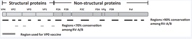 Figure 1 Schematic diagram of RV polyprotein displaying individual proteins as boxes. The polyprotein is organised into the N terminal proximal  structural proteins (capsid proteins VP4, VP2, VP3 and VP1) followed by the non-structural proteins (P2A, P2B, P2C, P3A, VPg, P3B, Pol) which  are C terminal proximal. Regions with >90% conservation among the RV types A and B are denoted with a black line and regions displaying <70%  conservation are marked with a grey line. The region at the N terminus that corresponds to the VP0 experimental vaccine is marked with a double  line.