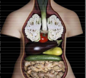 The two lungs, the pancreas and the intestines