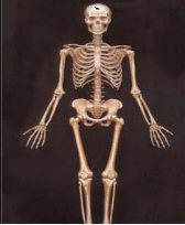 The human skeleton that is the internal framework of the body