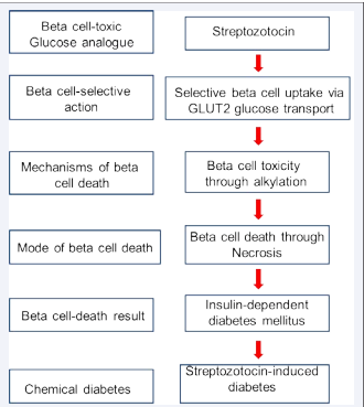 Figure 2 A schematic diagram showing the toxic effects of streptozotocin in  beta cells. Adapted from Lenzen, 2008(1)