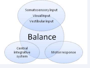 Figure 1 Components of Balance Control