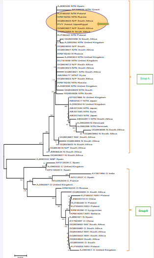 Neighbor joining tree constructed from amino acid sequences ofcoat protein genes of PVY isolate from Upper Egypt (PVY-Assiut) and 69 worldwide isolates