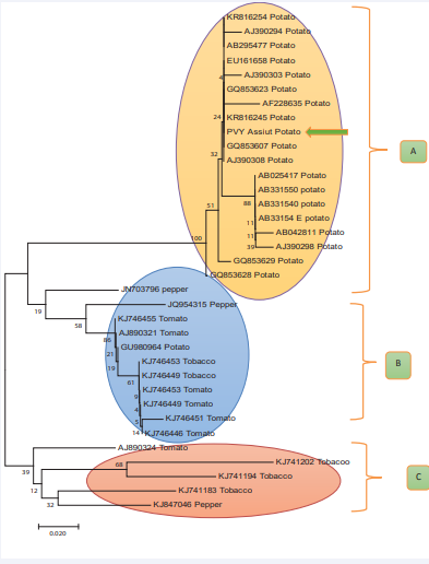 Effect of Host determent of clustering of PVY isolates N & NTN Strains