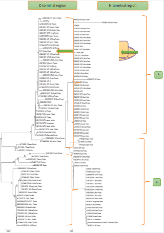 Neighbor joining tree constructed from nucleotide sequences of C-terminal & N-terminal region of CP genes of PVY isolate from Upper Egypt (Assiut) and 69  worldwide isolates.
