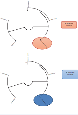 Rooted tree constructed from Coat protein gene sequences of PVY isolates from Egypt; A: Nucleotide sequences & B: Amino acid sequences.
