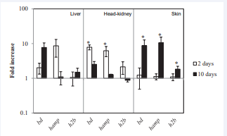 Figure 2 Expression of genes encoding antimicrobial peptides (betadefensin, bd; hepcidin, hamp; and histone H2B, h2b) determined by  real-time PCR in liver, head-kidney and skin of gilthead seabream  after 2 (white bars) and 10 (black bars) days of waterborne exposure  to 5 µM arsenic. The bars represent the means ± SEM (n=6) fold  increase relative to control. Asterisks denote significant differences  when p?0.05 between unexposed and As-exposed groups.