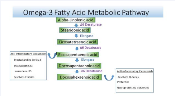 The diagram illustrates the metabolic pathway of omega-3 fatty acids and the conversion to longer chain polyunsaturated fatty acids  (eicosapentaenoic acid: EPA and doscosahexaenoic acid: DHA). The parent omega-3 fatty acid is alpha-linolenic acid derived from nuts, seeds, oils  and green leafy vegetables. Alpha-linolenic acid is converted to long chain EPA and DHA in the body through a series of elongation and desaturation  steps. EPA and DHA derived from seafood and fish oil, are precursors of bioactive eicosanoids including prostaglandins, thromboxanes, leukotrienes  and resolvins. DHA can also be retroconverted to form EPA [97]. Adapted from Harris WS 2008 [98].