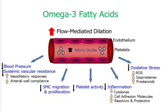 The diagram depicts the potential mechanisms for the cardioprotective effects of omega-3 fatty acids. Incorporation of these fatty acids into  the vasculature increases flow-mediated dilation, lowers blood pressure and systemic vascular resistance. Other effects include changes in vascular  wall permeability by decreasing smooth muscle cell (SMC) migration and proliferation, a reduction in platelet activity, prevention of inflammation  by inhibiting cell adhesion and decreasing synthesis of pro-inflammatory cytokines. Resolvins and protectins are formed from omega-3 fatty  acids and have potent anti-inflammatory properties. Omega-3 fatty acids also decrease oxidative stress by reducing formation of reactive oxygen  species (ROS) and isoprostanes which leads to increased nitric oxide bioavailability and vasodilation. Prostacyclin, a vasodilatory prostanoid, is also  synthesized in the endothelial cells and vascular SMCs. Hypertension occurs when there is an imbalance in the production of endothelial-derived  relaxing and contracting +factors [36]
