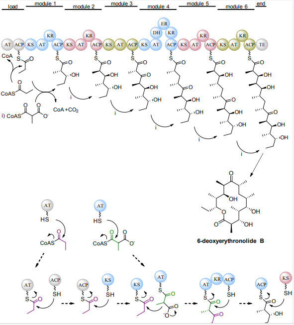 Figure 1 Biosynthetic formation of the carbon skeleton of erythromycin and detail of the intermediate reactions