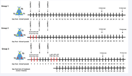 Figure 1 Schematic representation of the treatments plan.Three groups of mice were injected with mouse pancreatic cancer panc02 cells at three different sites; one on the back of the mouse (T3) and one on each flank (T1; Right, T2; Left). Once the tumors reached ~50 mm3, mice in each group were injected with anti PD-L1 antibodies on day 1, 4 and 7. Group 1 received no further treatments, Groups 2 and 3 were irradiated (4 Gy) on the right flank T1 tumor on day 1, 2 and 3. Group 3 was subsequently irradiated (4Gy) on the left flank T2 tumor on day 8, 9 and 10. Day 10 is considered day 0 of post end of treatment. Yellow circles indicate location of non-irradiated tumors. Red circles indicate location of irradiated tumors.