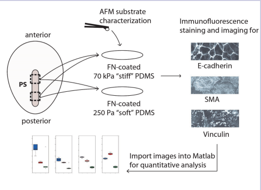 Figure 1: Explants from the anterior and posterior primitive streak were cultured on fibronectin-coated 70 kPa and 250 Pa Sylgard 527 PDMS. Samples were stained with ECad, SMA, and VIN; the same field was imaged for all 3 stains. Images were exported to Matlab for quantitative analysis.