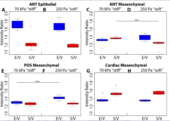 Figure 5: Side-by-side comparison of ECad/VIN and SMA/VIN intensity ratios on “stiff” (70 kPa) and “soft” (250 Pa) PDMS (A,B) Epithelial region of anterior primitive streak explants on A) “stiff” (70 kPa) and B) “soft” (250 Pa) PDMS. (C,D) Mesenchymal region of anterior primitive streak explants on C) “stiff” (70 kPa) and D) “soft” (250 Pa) PDMS. (E,F) Mesenchymal posterior primitive streak explants on E) “stiff” (70 kPa) and F) “soft” (250 Pa) PDMS. (G,H) mesenchymal cardiac cells on G) “stiff” (70 kPa) and H) “soft” (250 Pa) PDMS. *** denotes p<0.001