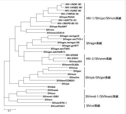 Molecularly evolutionary phylogenetic tree of lentivirus in primate. The phylogenetic tree is generated by maximum-likelihood method on the basis of pol  gene sequences using ClustalW and TreeView software. HIV-1 is derived from SIVcpz that chimpanzees residing in Central Africa were naturally infected. HIV-2 is derived  from SIVsmm that sooty mangabeys residing in West Africa were naturally infected. The most frequently used SIV as macaque AIDS model is SIVmac isolated from rhesus  macaques with AIDS-like symptom under the captivity situation in the U.S. primate center. SIVmac is considered to be derived from SIVsmm