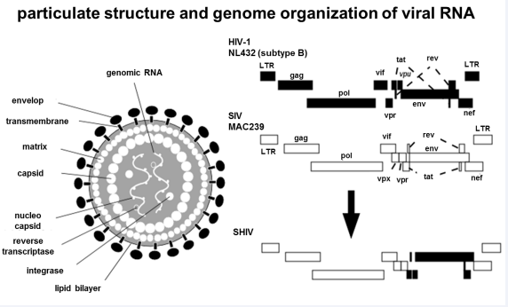 Particle structure and genome organization of SHIV. The black color represents HIV-1-derived genes. The white color represents SIV-derived genes. SHIV is the  chimeric virus encoding HIV-1-derived genes including env and some accessory genes on the basis of SIV backbone.
