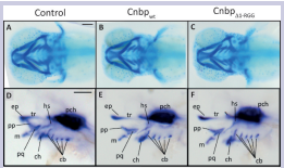 Figure 8: Craniofacial analysis in stable transgenic and control larvae. Alcian blue staining (A-C) and Col2a1 expression pattern (D-F) in controls (A and D) and stable transgenic specimens (B-C and E-F) staged at 3 dpf. In D-F: larvae in lateral views, cephalic to the left; in D-F: larvae in ventral views, cephalic to the left. Abbreviations: bb: basibranquial, cb: ceratobranquial, ch: ceratohyal, ep: ethmoid plate, hs: hyosymplectic, m: Meckel’s cartilage, pch: parachordals, pp: pterigoyd process, pq: palatoquadrate, tr: trabeculae. Scale bars: 200 µm in A for A-C; 50 µm in D for D-F. in A-C ventral view cephalic to the left.