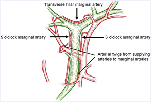 The transverse marginal artery, also called “comunicating arcade”.