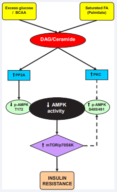 Hypothetical mechanisms by which nutrient excess downregulates  AMPK and leads to insulin resistance (IR). High glucose and leucine increase DAG,  whereas saturated FA elevates both DAG and ceramide, leading to increased PKC  and phosphatase (PP2A) activity. PKC may phophorylate AMPK at Ser485/491,  while PP2A dephosphorylates Thr172, inhibiting its activity. Reduced AMPK  activity allows for activation of mTOR/p70S6K, which, in turn, contributes to  IR. Other factors not shown here may also play a role in the downregulation of  AMPK, including changes in cellular energy, redox state, or reductions in activity  of upstream AMPK kinases. Dashed arrows represent unconfirmed pathways in  insulin-sensitive tissues