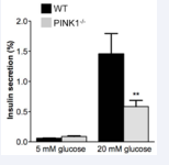 Loss of PINK1 reduces glucose-stimulated insulin secretion in  pancreatic ?-cells: Insulin secretion from isolated pancreatic islets of 4-5 month-old WT and  PINK1-/- mice (25 islets per animal). Islets were cultured overnight, incubated  first for 40 min in buffer containing 5mM (low) glucose and then transferred to  buffer with 20mM (high) glucose for 40 min. Insulin content in low-glucose and  high-glucose medium was measured at the end of the 40 min incubation times.  Secretion of insulin expressed as percentage of total cellular insulin (determined  in acid ethanol-disrupted islets as described in Methods). Mean ± SEM, **p<0.01.  Experiments were repeated two different times with similar results.