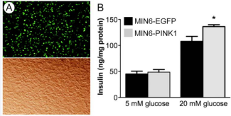 PINK1 enhances glucose-stimulated insulin secretion in MIN6  cells: MIN6 cells were a gift from Dr. Sabire Ozcan (University of Kentucky).  Cells were kept at passage number <30 and transfected when 75-80% confluent  as described in Materials and Methods. (A) MIN6 cells transfected with EGFP  expression plasmid, showing EGFP fluorescence (top) and bright field picture  (bottom) of the same view field. (B) Basal and glucose-stimulated insulin  secretion. GSIS assay was performed in MIN6 cells 48 hours after transfection  as described in Materials and Methods (n=4-6 wells for each MIN6-EGFP and  MIN6-PINK1). The amount of secreted insulin was normalized to total cellular  protein. Mean ± SEM, *p<0.05. Experiments were repeated two different times  with similar results.