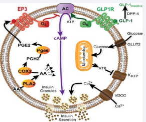 PGE2 signaling through EP3 negatively regulates beta-cell  function. AA is cleaved from membrane phospholipids by phospholipase A2  (PLA2). PGE2 is generated by two sequential enzymatic steps: cyclooxygenase  2 (COX2)-mediated generation of PGH2, followed by prostaglandin E synthase  (Pges)-mediated conversion to PGE2. PGE2 can activate the EP3 receptor on the  beta-cell to block cAMP production, interfering with cAMP-mediated signaling  through the GLP-1 receptor.