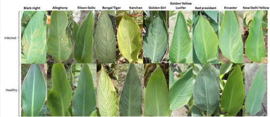 Leaves from ten different canna cultivars exhibiting streaks, mosaic accompanied with streaks, mottling, and severe mosaic symptoms gown in Canna repository at CSIR-NBRI. The healthy plant of each cultivar has also been shown as control.