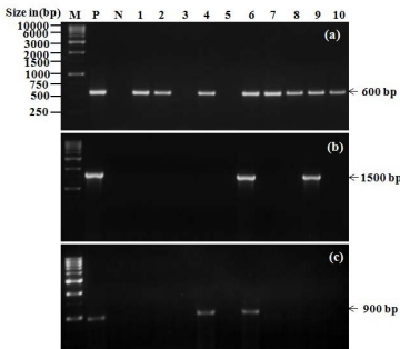 Agarose gel image showing expected size bands of ~600 bp with Badnavirus (a), ~1500 bp with Potyvirus (b) and ~900 bp with Cucumovirus (c) degenerate primers in PCR/RT-PCRs. Lanes 1-10: ten canna leaf samples from different cultivars (detailed in MM), Lane P: respective positive controls, Lane N: asymptomatic leaf sample, Lane M: 1 kb DNA ladder as size marke
