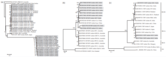 Dendrograms showing close phylogenetic relationship of canna isolates of CaYMV (a), BYMV (b) and CMV (c) (highlighted in grey shadowing) with worldwide reported strains. The virus isolates reported herein and previous studies by our group are shown in bold. The evolutionary history was inferred using the Neighbor-Joining method conducted in MEGA v6.1. The percentage of replicate trees in which the associated taxas clustered together in the bootstrap test (1000 replicates) is shown next to the branches. Horizontal distances are proportional to sequence distances, vertical distances are arbitrary