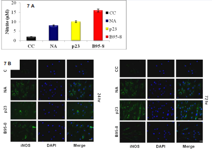 A: Nitric oxide (NO) production detected in treated and untreated cell culture supernatants. ARPE-19 cells were exposed to 10ng/ml of NA and p23 proteins  and B95-8 filtrate for 72 h. NA, p23 protein and B95-8 filtrate exposed cells synthesized nitric oxide (NO) at 72 h.  B: iNOS expression detected by immunofluorescence staining. iNOS protein fluorescent intensities were comparatively high in the NA and p23and B95-8 treated cells at  24 and 72 h. Data are representative of three independent experiments. Scale bar = 50?M