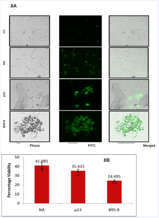 A: TUNNEL assay for the detection of apoptosis. The terminal deoxynucleotidyltransferase-mediated uridine 5?-triphosphate-biotin nick end labelling (TUNEL)  assay was performed to detect apoptosis. ARPE-19 cells were exposed to 10ng/ml of NA and p23 proteins and B95-8 filtrate for 72 h. Cells stained positive for apoptotic  nuclei during the NA and p23 treatment, and this were absent in the control cells. The number of apoptotic cells in the B95-8 treated ARPE cells was significantly higher  than that in the recombinant protein treated ARPE-19 cells. Data are representative of three independent experiments. Scale bar=50?m. 8B: Percentage Viability of cells infected with NA, p23 and B958 compared to cell control. The water-soluble tetrazolium salt WST-8 [2-(2-methoxy-4-nitrophenyl)-3-(4- nitrophenyl)-5-(2,4-disulfophenyl)-2H-tetrazolium,monosodium salt], CCK-8 assay (using cell counting kit - 8) was performed to measure cell viability. EBV recombinant  proteins NA, p23 and B95-8 filtrate induced apoptosis and cell death. ARPE-19 cells were exposed to 10ng/ml of NA and p23 proteins and B95-8 filtrate for 72 h. During  the NA and p23 proteins and B95-8 filtrate treatment, cell viability significantly decreased at 72 h. Data are represented as mean ± standard error of the mean (SEM) over  the untreated control group *p<0.05, **p<0.01.
