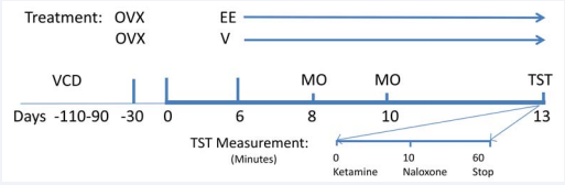Protocol of the rat hot flush model. OVX or VCD-treated rats were made dependent to morphine by implanting a morphine pellet sc on  days 3 and 5 of treatment. Two days after the second implantation, ketamine (80 mg/kg, im) was administered to keep calm the animals. Once they  were calm, a thermistor, connected to a data acquisition system, was placed on the tail of the animals and morphine addiction was withdrawn by  naloxone injection (1.0 mg/kg, sc). Temperature measurements were taken for 40-45 minutes.
