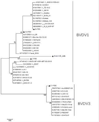 Phylogenetic tree based on the 5’UTR. Notes: Evolutionary analyses of the 5’UTR from the referenced BVDV-3 strains and isolates from commercial FBS were performed by MEGA7. The phylogenetic tree  constructed with 5 isolates sequenced in present study plus 38 reference BVDV strains (shown GenBank No. and name). The studied strains were labeled with a symbol  (?).