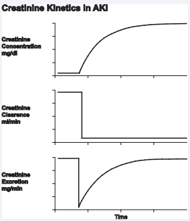 Intuitively, one can appreciate that as you move from left to right along  the X-axis, the ratio of creatinine excretion over production (E/P) rises at any  time Interval, while the estimated static K (Ks) at the start of that time interval  falls. Hence, a rising E/P multiplies by a falling Ks at any time (t) is a constant  number and equals the actual K where K=Ks*E/P. In essence, E/P represents a  “correction factor for the Ks at any time (t). At the plateau phase, to the far right  of the graph, the creatinine no longer rises, E/P=1, thus 1 multiplies by Ke=Ka.