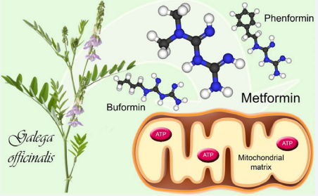 Biguanides extracted from the French lilac.