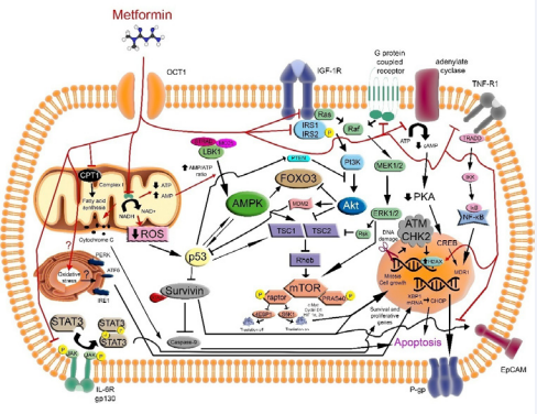 Signaling pathways as therapeutic associated target in cancer treatment with metformin