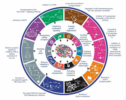 Anti-tumoral effects of metformin (Adapted from: Hanahan D, Weinberg RA. Hallmarks of cancer: the next generation. Cell, 2011; 144: 646–74).