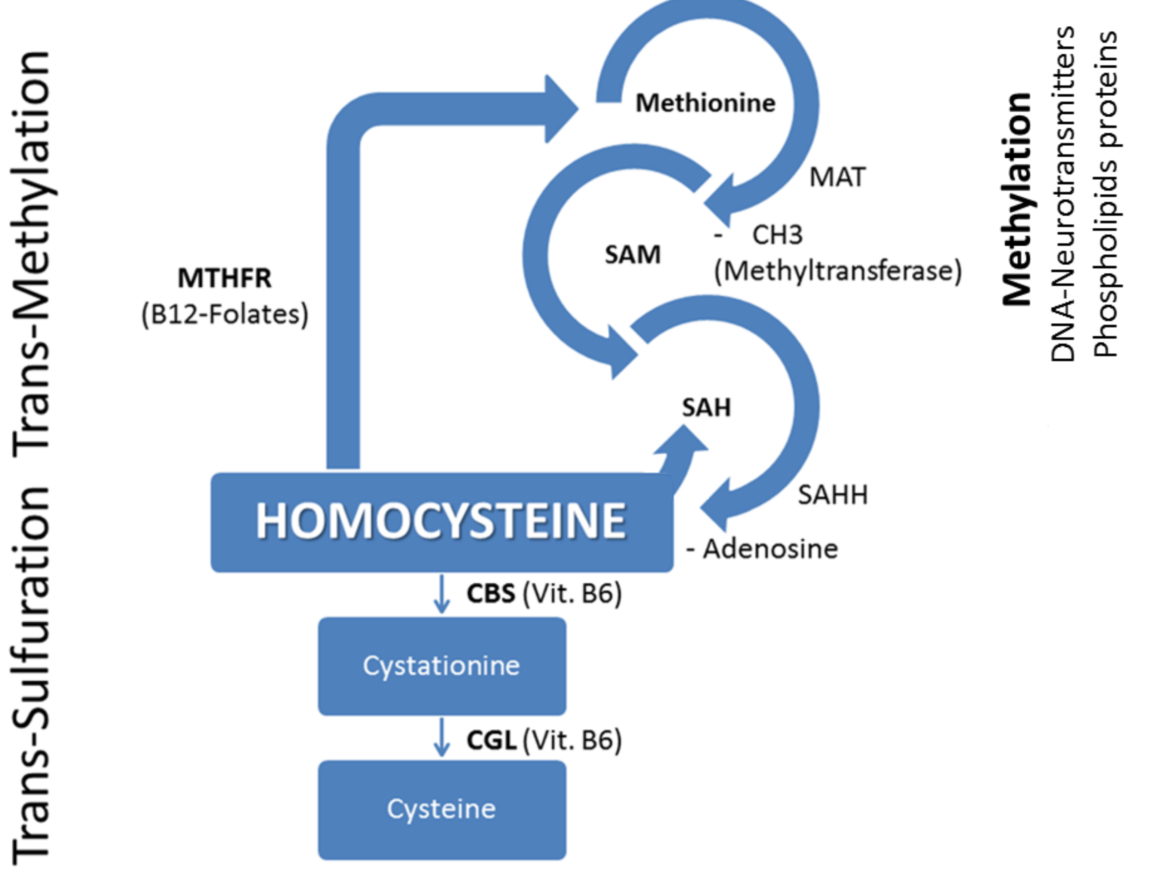 Figure 1 Remethylation and Trans-sulfuration of homocystein Abbreviations: MTHFR: Methylen-Tetra-Hydro-Folate-Reductase; MAT: Methyonine-Adenosyl-Transferase; SAM: S-Adenosyl-Methyonine; SAH: S-Adenosyl-Homocysteine; SAHH: SAH-Hydrolase; CBS: Cystationine-Beta-Synthase; CGL: Cystationine-Gamma-Lyase