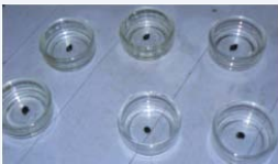 Figure 1 Photograph of ring assay experiment (left) and diagram  of ring assay set-up (right). The black circle indicates the margin of  the finger bowl, the grey band is the circle of odorant, and the blue  teardrop indicates the snail placed in the bowl