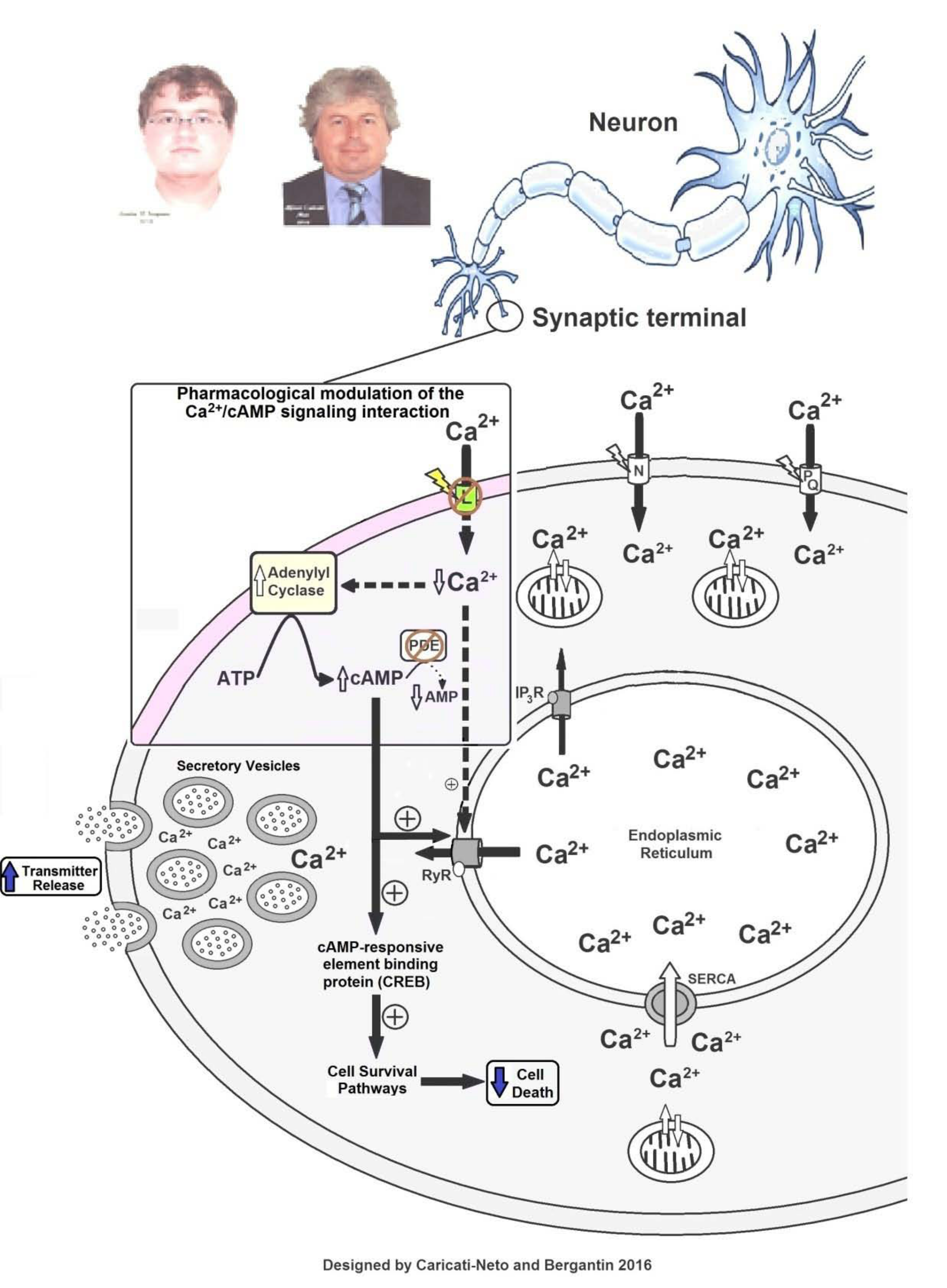 Figure 2 Increase of neurotransmitter release and attenuation of neuronal death (neuroprotection) produced by pharmacological modulation of the Ca2+/cAMP signaling interaction by combined use of L-type Ca2+ channel blockers (CCBs) and cAMP-enhancer drugs.