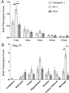 Time course of brain pathology scores in B10.Q transgene  negative, VP1+ and VP2+ transgenic mice following TMEV infection.  Seven areas of the brain (cerebellum, brain stem, cortex, hippocampus, striatum,  corpus callosum, and meninges) were graded independently based on a fivepoint scale as described in the methodology section. A) No major differences in  brain pathology were observed throughout the disease course, except at 21 dpi  when VP1+ animals had higher scores (p<0.05, ANOVA on Ranks). Scores from  all areas were averaged and plotted as shown. B) When we looked individual  scores across different brain regions, we observed that the difference at 21  dpi was driven by significantly worse scores in the meninges of several VP1+  animals. Likewise, a few VP1+ animals had higher scores in hippocampus, but  this difference did not reach statistical significance. Stars denote statistical  significance (p<0.05, ANOVA on Ranks)