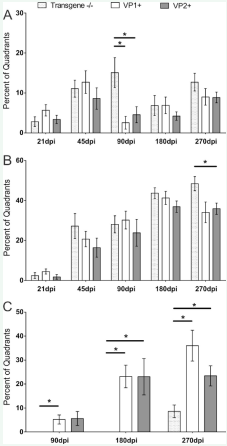 Percent of spinal cord quadrants containing spinal cord white  matter inflammation, demyelination and remyelination. (A,B): All animals showed spinal cord inflammation and progressive  demyelination from 21 dpi and later. No major differences were observed  in inflammation or demyelination at all analyzed time points post infection.  Only at 90 dpi transgene-negative controls had more meningeal inflammation  (p<0.05, ANOVA on Ranks) and more demyelination at 270dpi (p<0.05, ANOVA  on Ranks). Data expressed as a percentage of quadrants with the inflammation/ demyelination as a function of all spinal cord quadrants examined. (C) At all  chronic time points, 90, 180 and 270 dpi, remyelination was more pronounced in  VP1+ and VP2+ mice (p<0.05 at 90 dpi, and p<0.001 at 180 and 270 dpi, ANOVA  on Ranks). In addition, at 270 dpi, VP1+ animals showed a trend towards more  remyelination compared to VP2+ animals. Stars denote statistical significance.