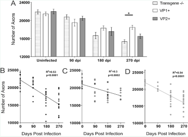 Mid-thoracic (T6) axons quantitation. Axons were counted in 6 areas of a mid-thoracic spinal cord section, as described in the methods. (A) The total number of myelinated mid-thoracic (T6) axons in mice  from all three strains prior to infection and at 90 and 180 dpi was similar. At 270 dpi, VP1+ animals had significantly more axons than transgene negative mice (p=0.02,  ANOVA). Bars represent the means of the group with standard error of the mean. (B-D) When the total number of axons from all transgene negative (B), VP1+ (C) and  VP2+ mice (D) was plotted against time point post-infection negative and statistically significant correlations were observed. Note the steeper slopes in transgene  negative and VP2+ mice as a result of overall greater axonal loss in these strains.