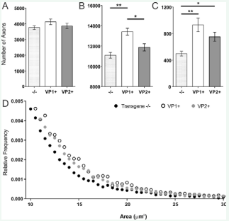 Axon distributions.  Total number of mid-thoracic axons from all three strains at 270 dpi were morphologically analyzed by stratifying them into three groups as a function of axons caliber  (1-3.99 mm2  small, 4-10 mm2  medium, >10 mm2  large). (A) In all three strains number of small caliber axons was not different (p=0.24, ANOVA). (B) However, VP1+ animals  had more medium caliber axons than transgene negative controls and VP2+ mice (p<0.001 and p=0.016 respectively). (C) Both VP1+ and VP2+ animals had more large  caliber axons than transgene negative controls (p<0.001 and p=0.036 respectively). Star denotes statistical significance (* p<0.05, ** p<0.001). (D) Relative frequency  distribution of large caliber axons (>10µm2 ) across all three strains. The circles represent the relative frequency of large caliber axons using 0.5 µm2  intervals as bins. Note  the tail of axon distribution in transgene-negative mice which is distinct and lower as compare to VP1+ and VP2+ mice
