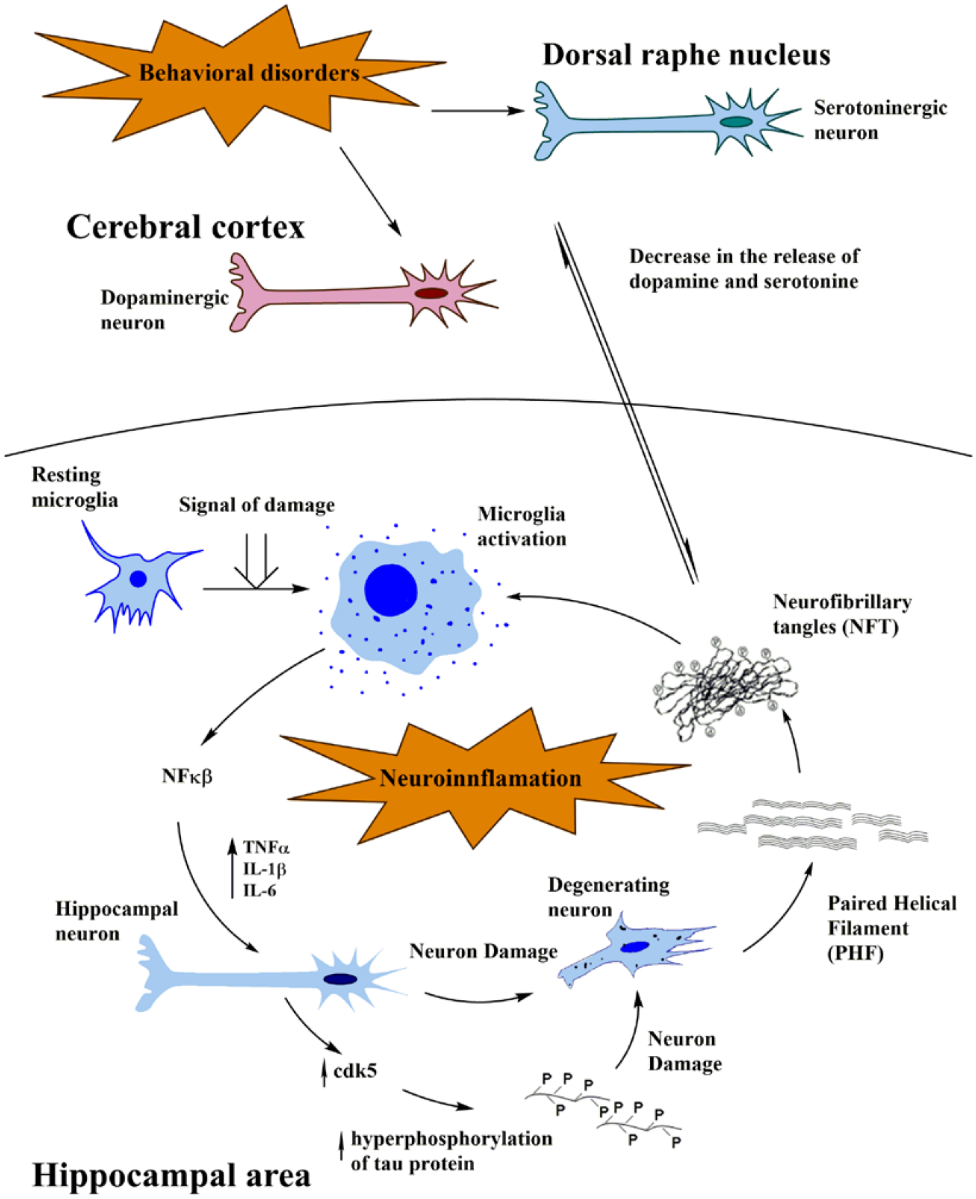Figure 1 Schematic representation of concerted action of dopaminergic/serotonergic decrease-neuroinflammation hypothesis on Alzheimer´s pathogenesis. Molecular and cellular events occurring at the dopaminergic area and dorsal raphe nucleus, linked with behavioral and mood alterations results in dopamine/serotonergic reduction. This event appears to activate the neuroinflammatory cascade at the hippocampal level, by stimulating microglial cells and as a consequence, promoting the release of pro-inflammatory factors that in turn activate protein kinases such as CDK5, tau phosphorylation, oligomerization into paired helical filaments and neuronal death. This may explain that late depression involving decrease in dopamine and serotonin decrease occur as early events, prior to deregulation of microglia-neuronal cells cross talks and activation of the neuroinflammatory cascade