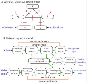 Relationships between Aphasia and Apraxia