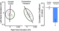Covariation of position deviations (perpendicular to the target  direction) between hands (Left). Right: Correlation coefficients (z-transform)  for the data plotted in figure 4 left. Even though the required movements were  the same for both tasks, only the cooperative task shows substantial covariation  between the hands. This reflects negative covariation that stabilizes task final  position errors. 